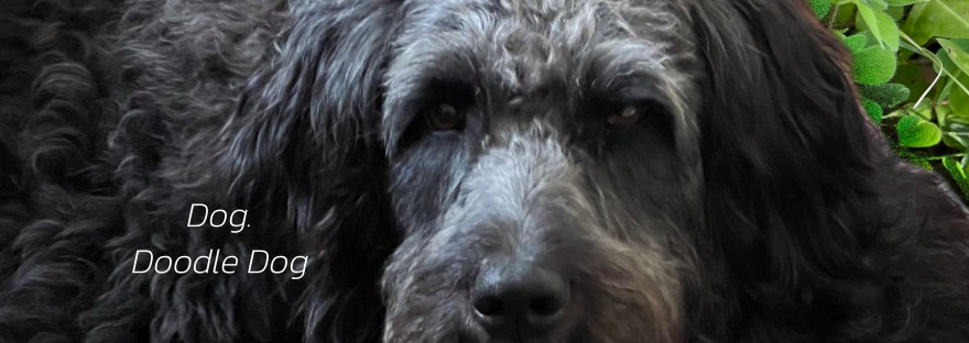 Agent 106 Dog. Doodle Dog. #tdc4449 #ds106 #ds106 Who’s agent 106?