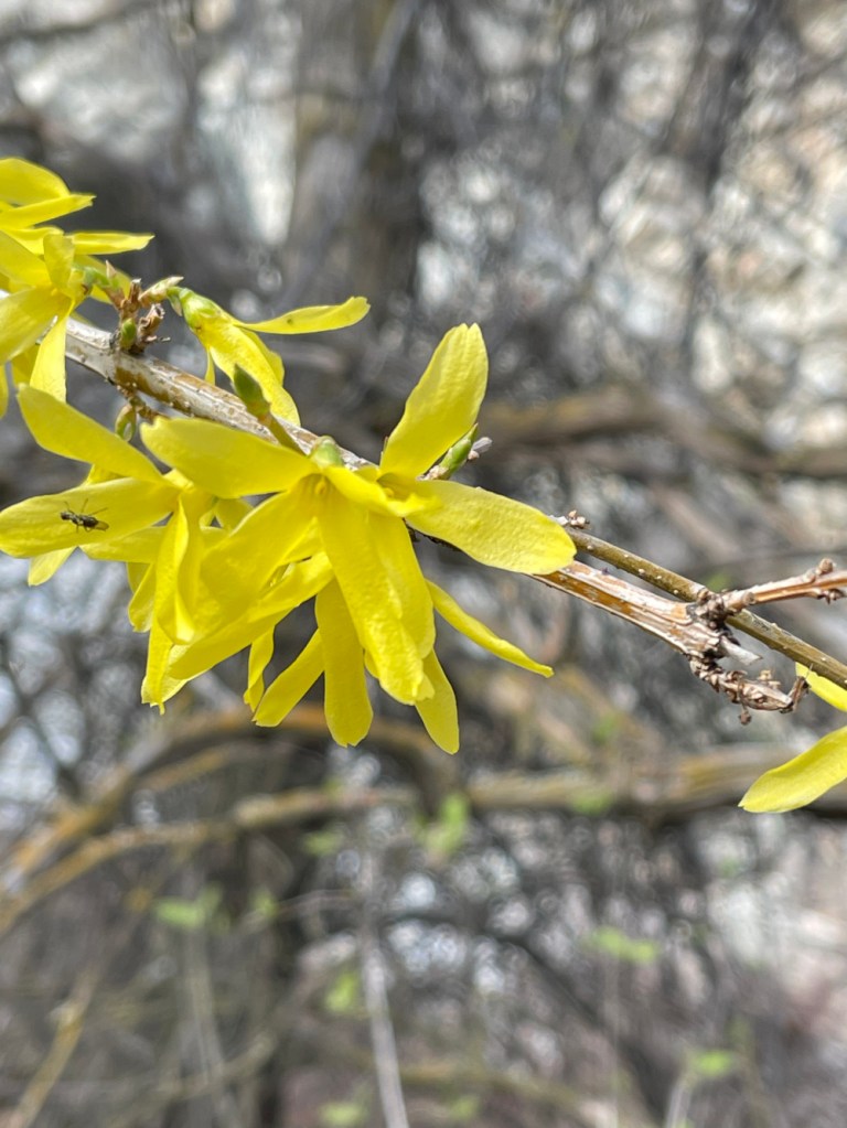 forsythia in March 2024 with gnat or fly
