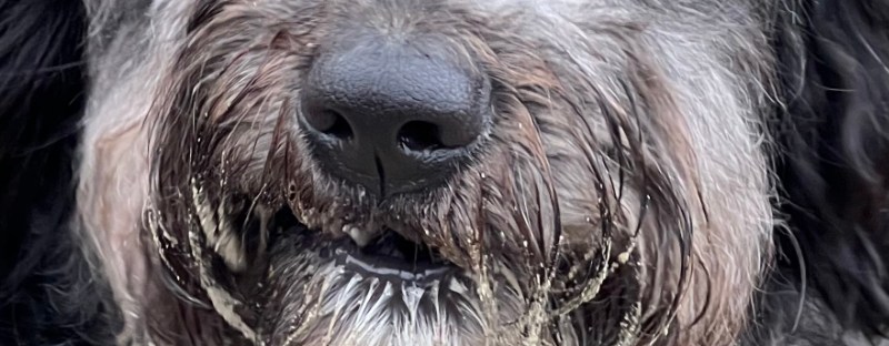 DoddleDog, good sniffers, snuffle so deep, their faces show where they've been: into anything, covered here with sand.