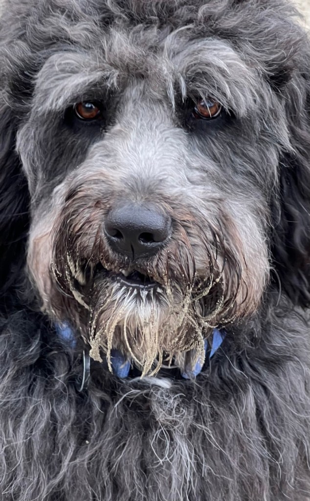 DoddleDog, good sniffers, snuffle so deep, their faces show where they've been: into anything, covered here with sand.