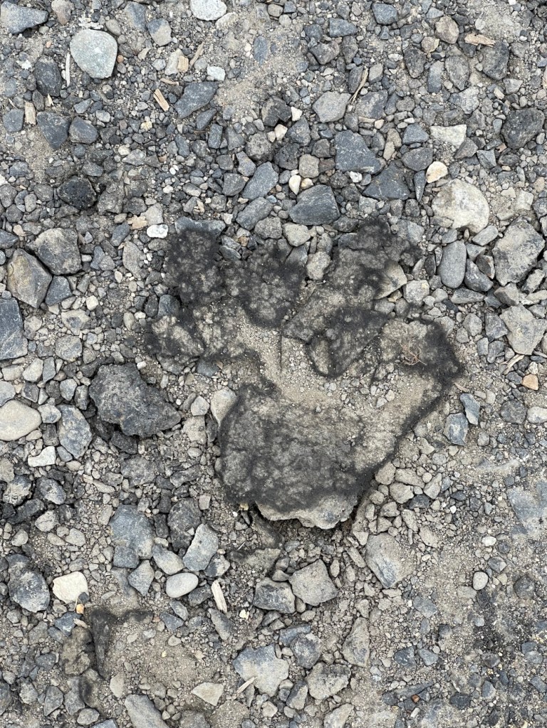 deteriorating glove on our walk