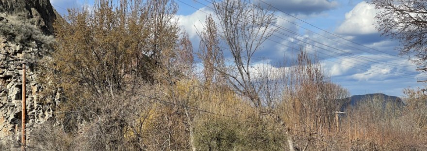 On our daily walk, the trees are finally sprouting in green and yellow and mourning dove is cooing