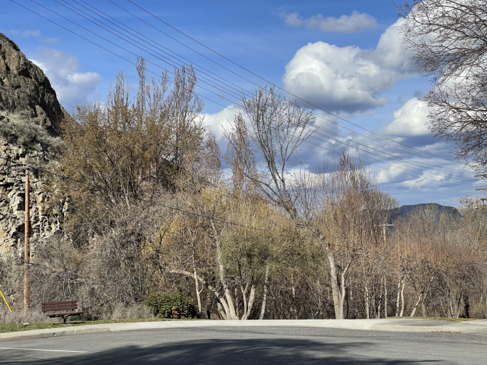 On our daily walk, the trees are finally sprouting in green and yellow and mourning dove is cooing.  