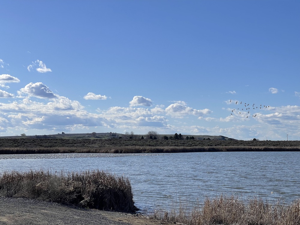 snow gees migrating on Scooteney Reservoir near Othello, Wa