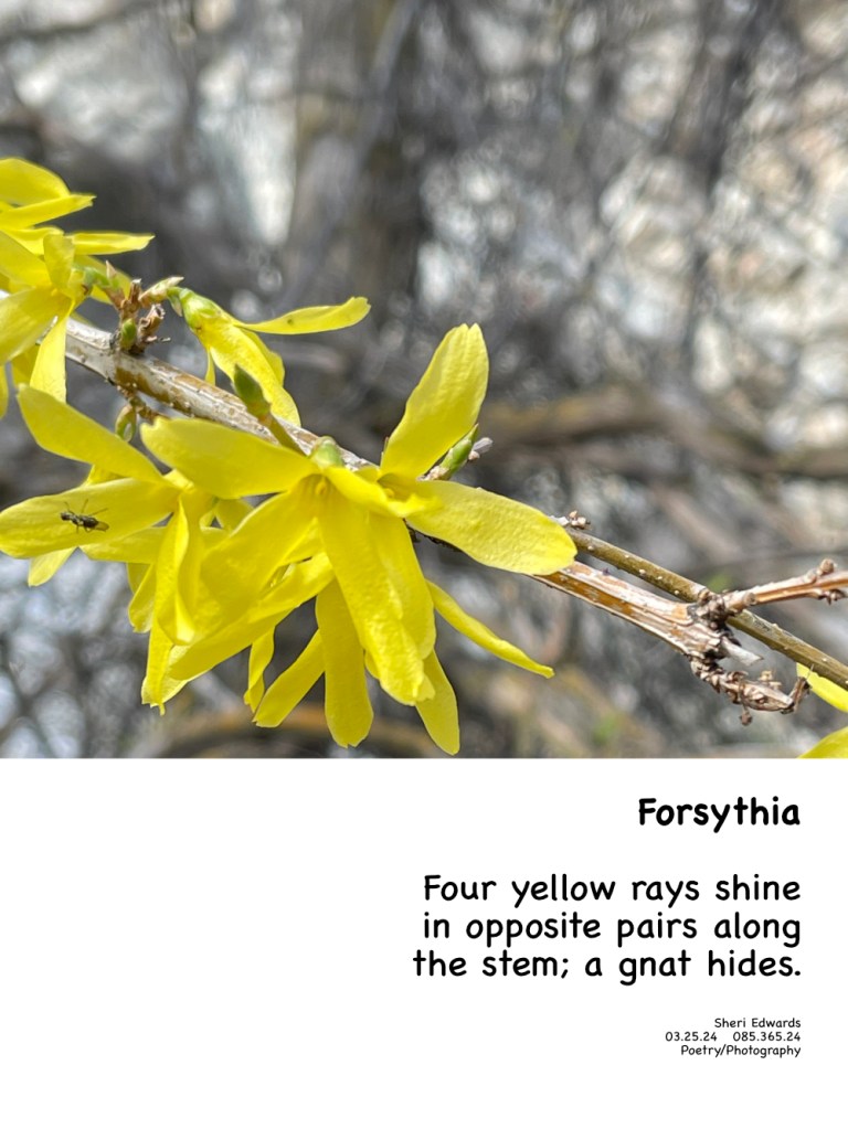 Forsythia in March 2024