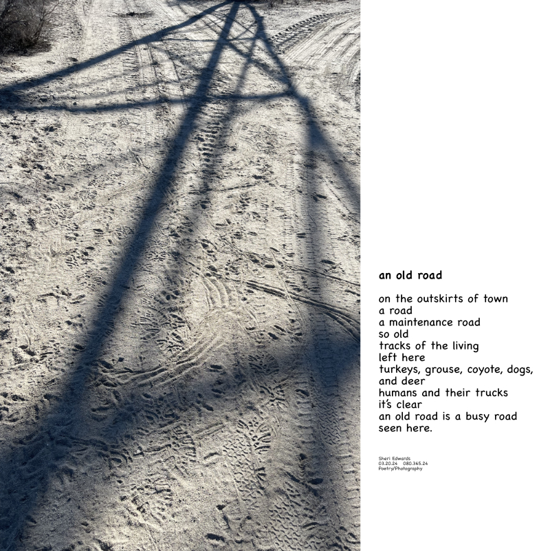 work road on the outskirts of town gets a lot of traffic, wildlife and human -- and the poem