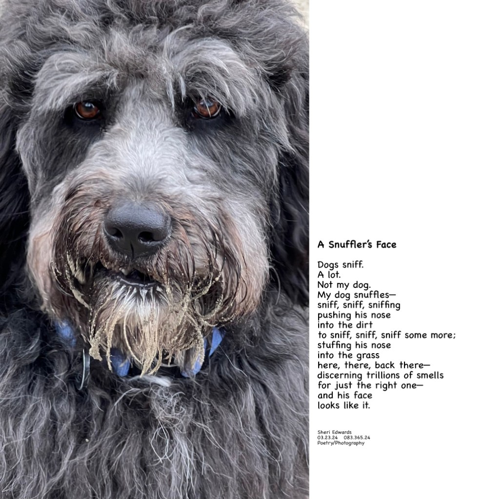 DoddleDog, good sniffers, snuffle so deep, their faces show where they've been: into anything, covered here with sand. and poem