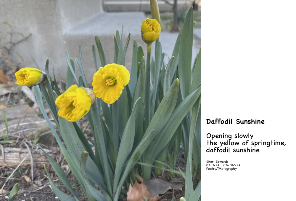 the daffodils by the front porch are beginning to open in their bright sunshining yellow and poem/haiku