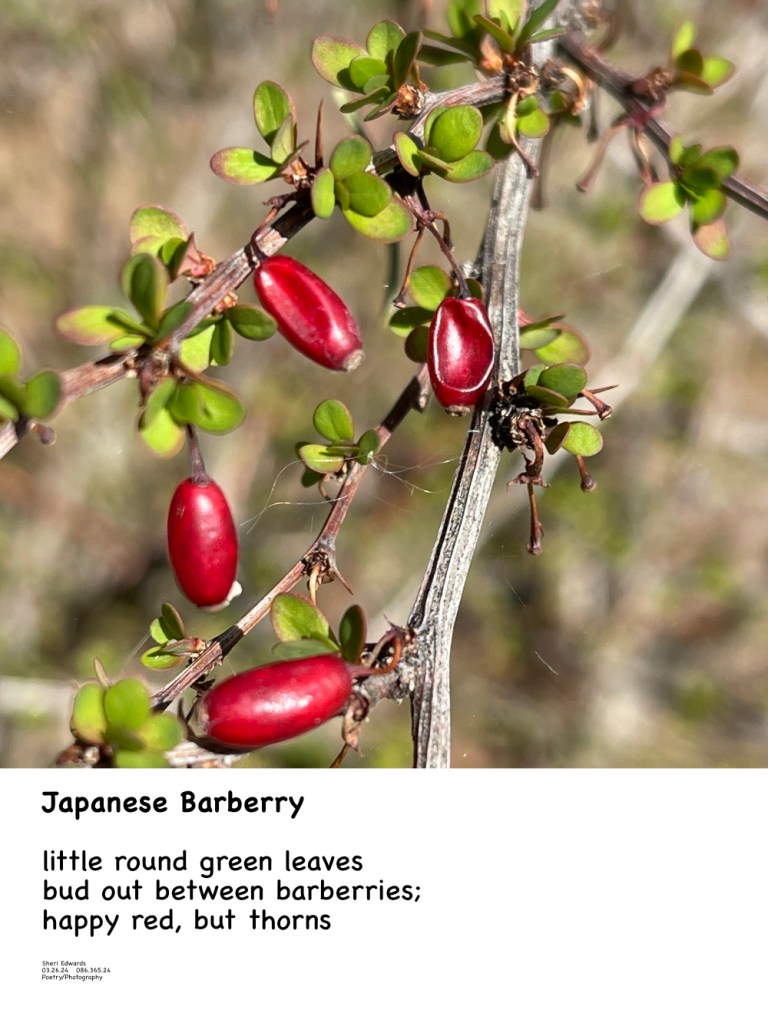 March / Spring / Japanese Barberry in Cole Park and poem