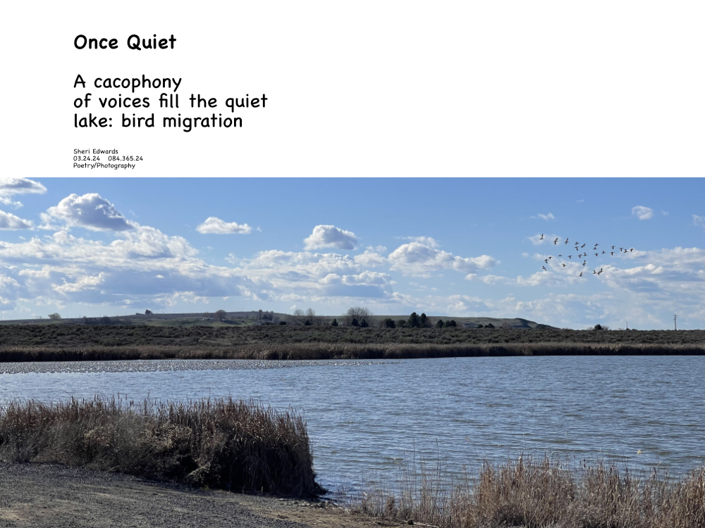 snow gees migrating on Scooteney Reservoir near Othello, Wa and the poem