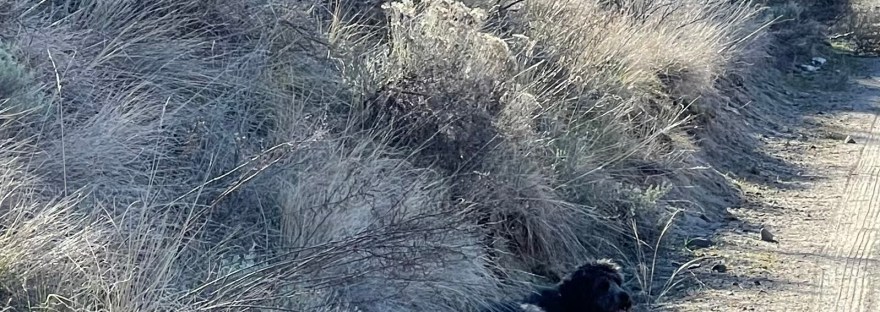 Guthrie dug out a place on the hillside, a little dam and in the shade to cool off