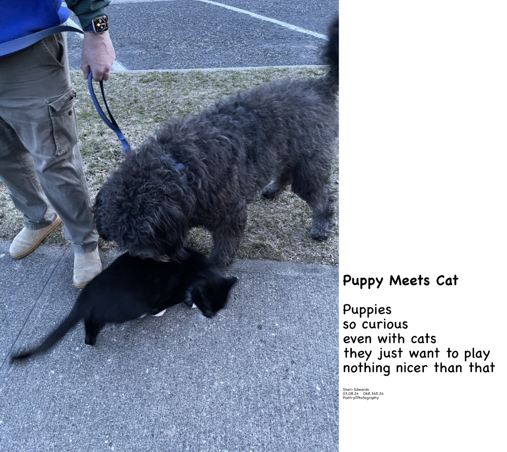 puppy meets cat and poem