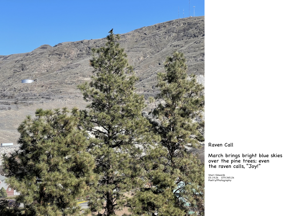 raven on tall pine tree beneath a bright blue March sky and the poem