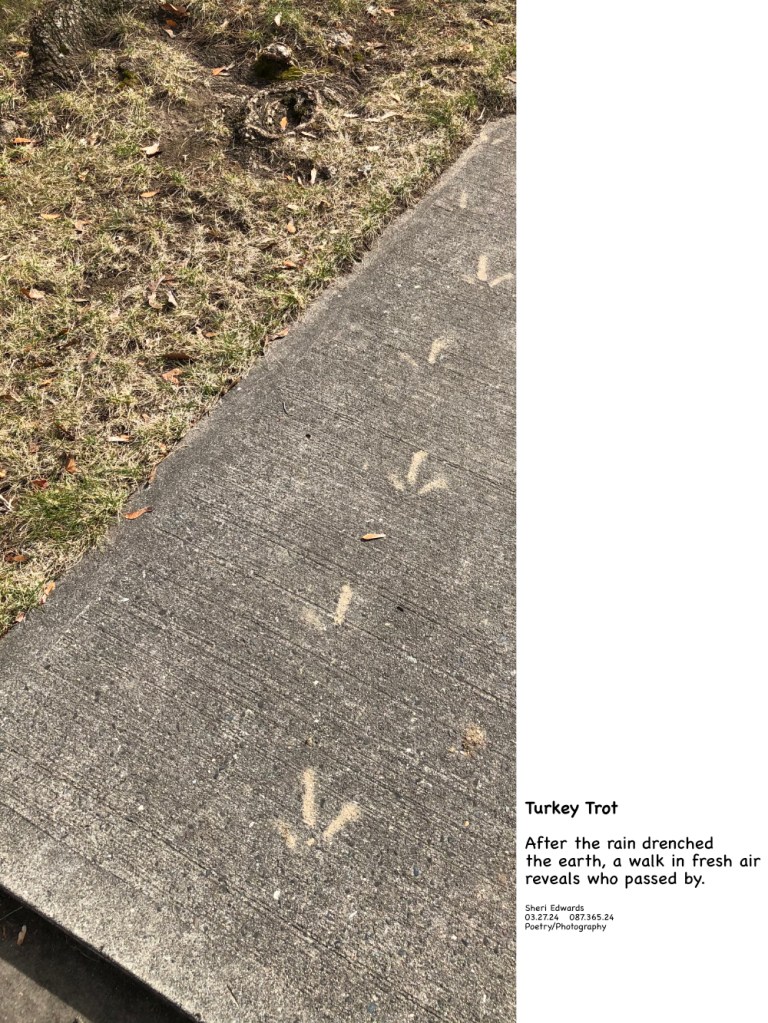 dried muddy turkey tracks on the sidewalk and poem