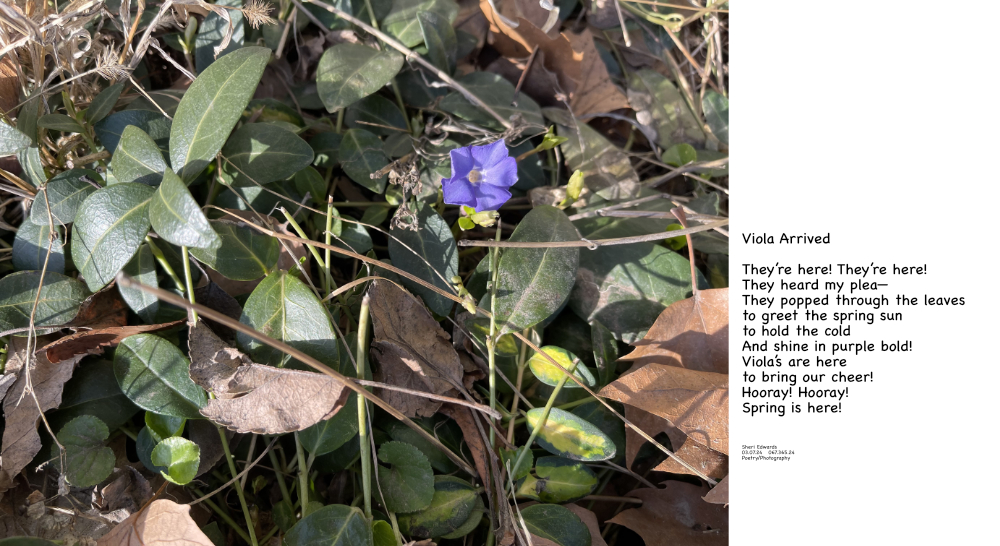 viola finally arrived in the spring sun and poem