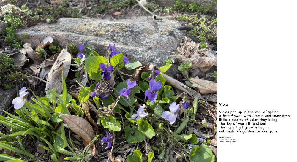 violas in the lawn and poem