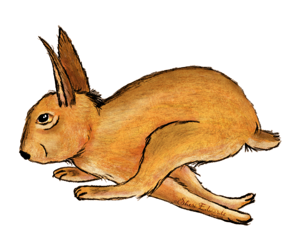 running rabbit illustration by Sheri42