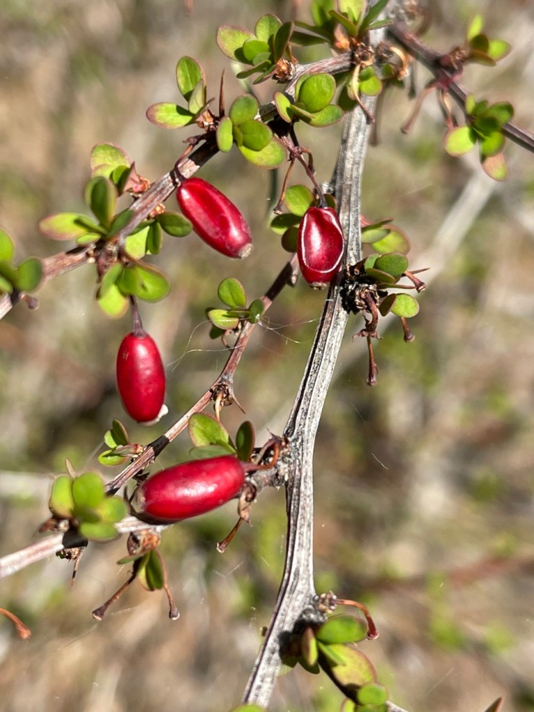 March / Spring / Japanese Barberry in Cole Park