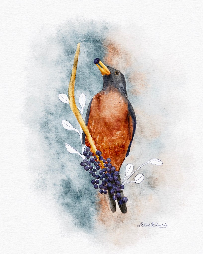 illustrated robin with berries, watercolor by Sheri42