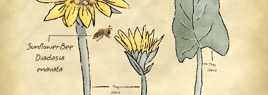 scientific poster of arrowleaf balsamroot[Balsamorhiza sagittata] and its pollinator, the sunflower bee, Diadasia enavata