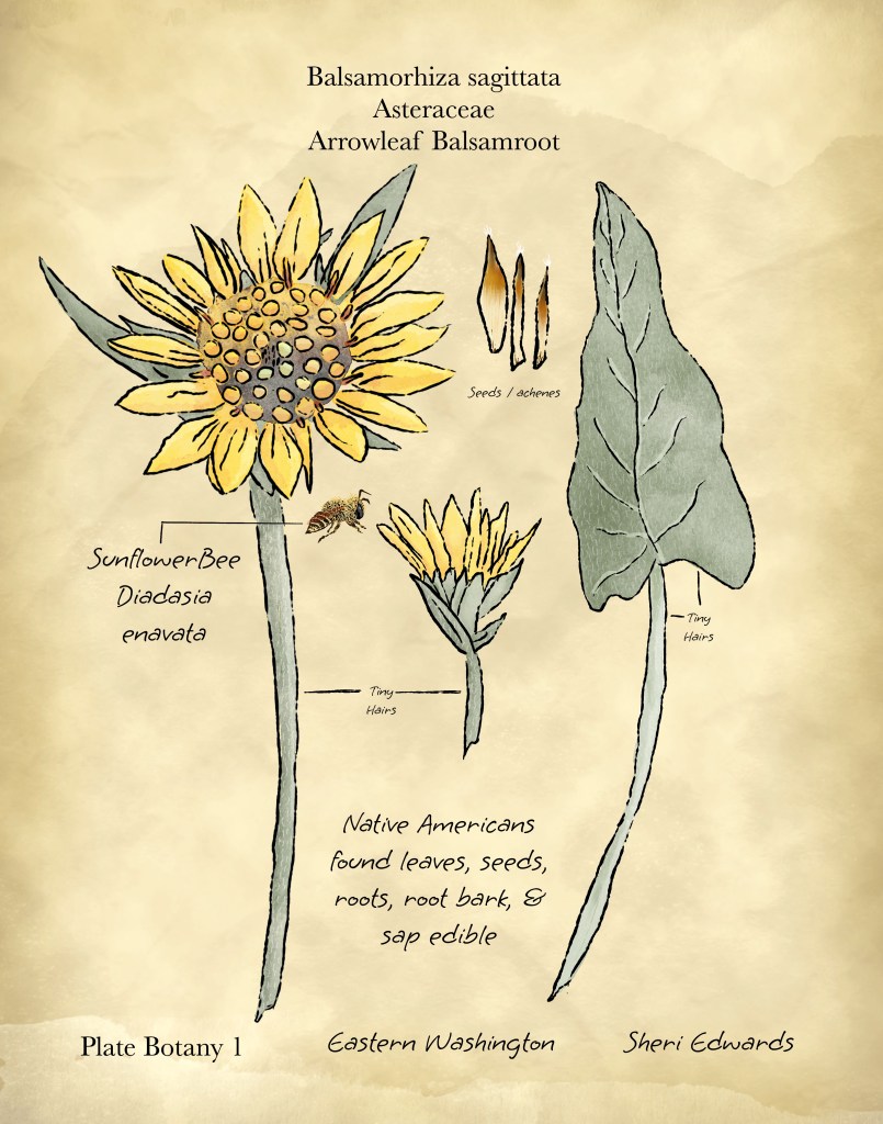 scientific poster of local plant: arrowleaf balsamroot and the bee that needs it
