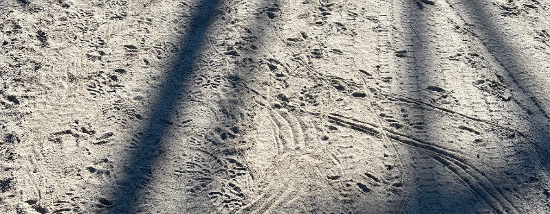 work road on the outskirts of town gets a lot of traffic, wildlife and human