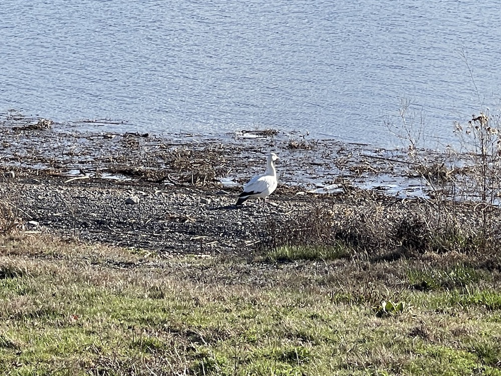 a migrating snow goose at Scooteney Reservoir near Othello, Washington