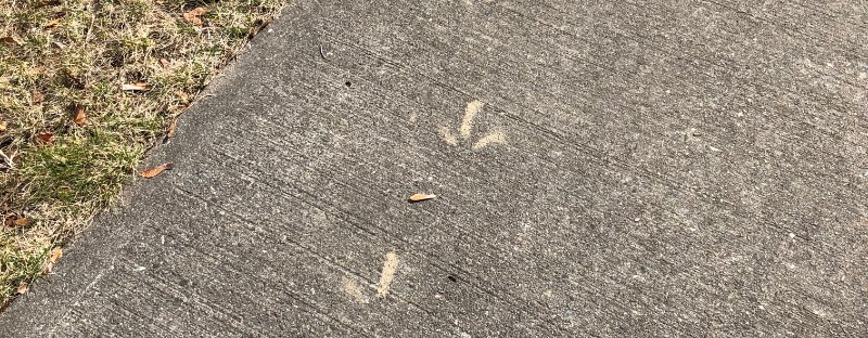 dried muddy turkey tracks on the sidewalk