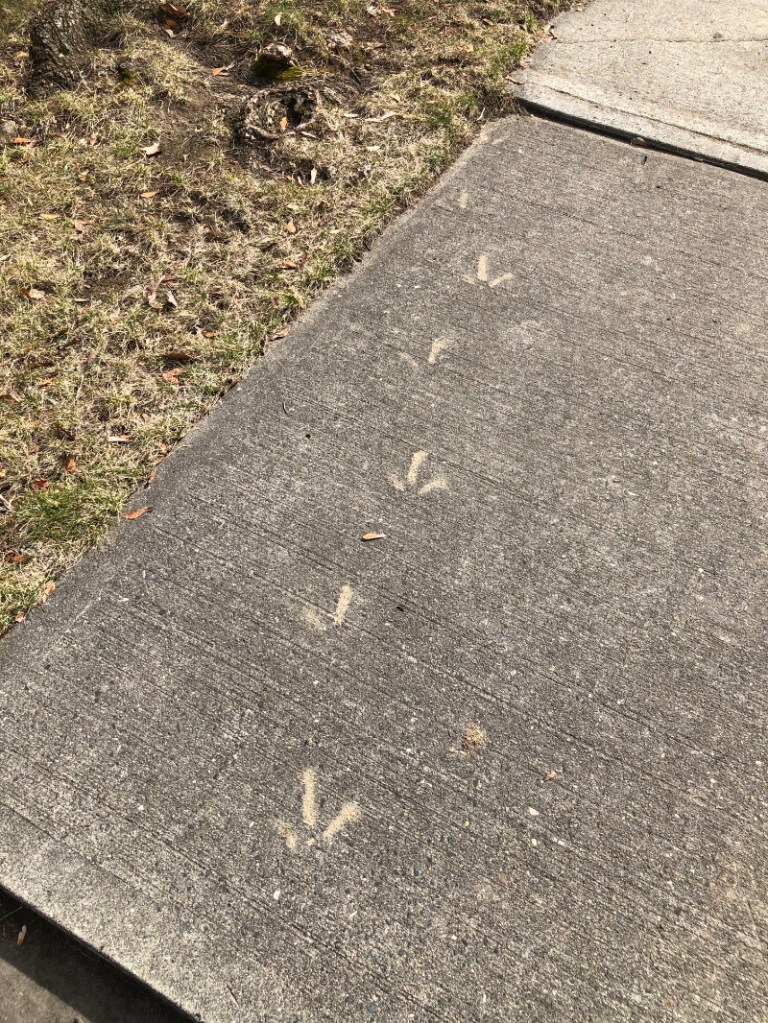 dried muddy turkey tracks on the sidewalk