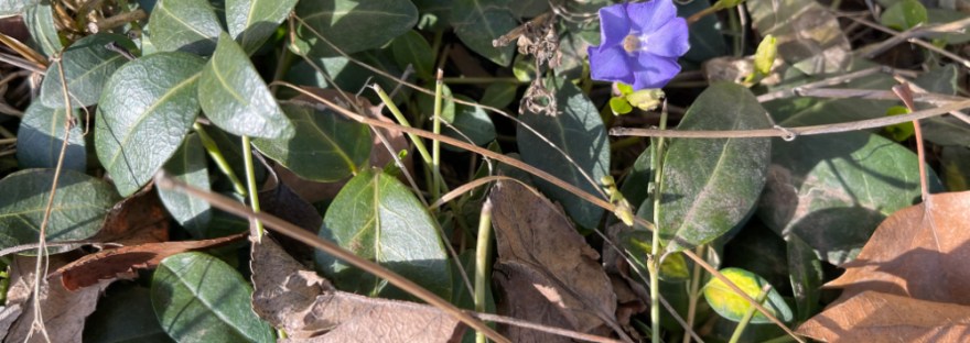 viola arrives to bring the spring and the sunshine