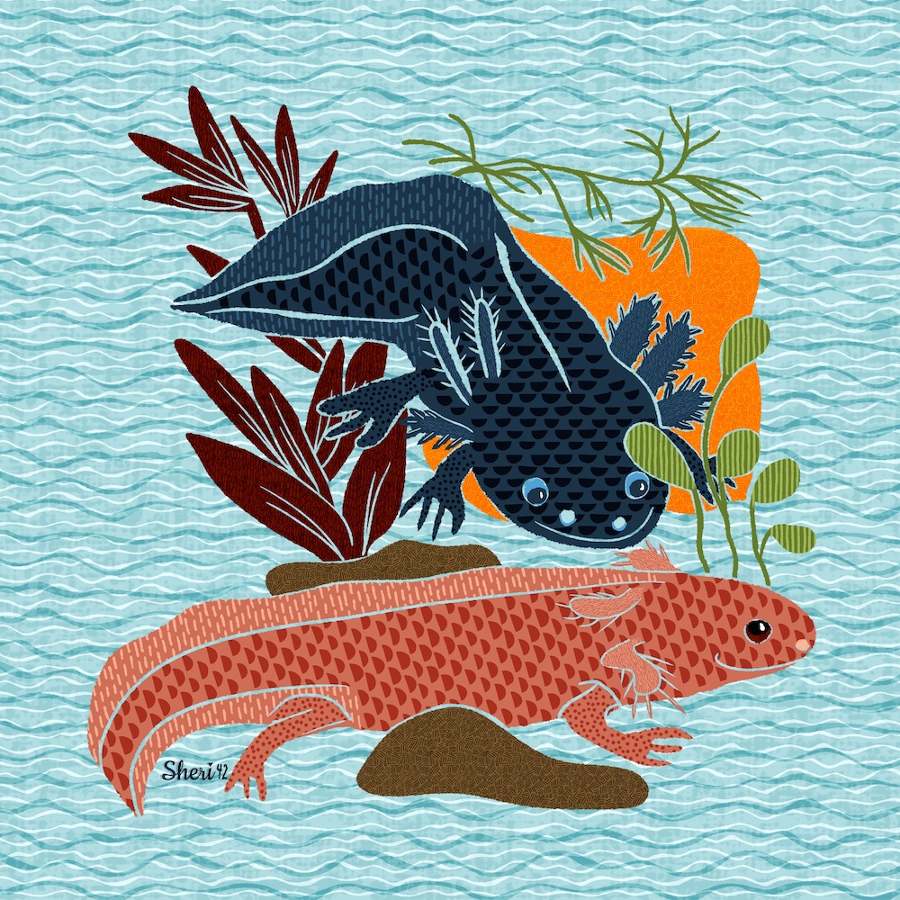 illustration of the creatures of a Mexican Lake: axolotl by Sheri42