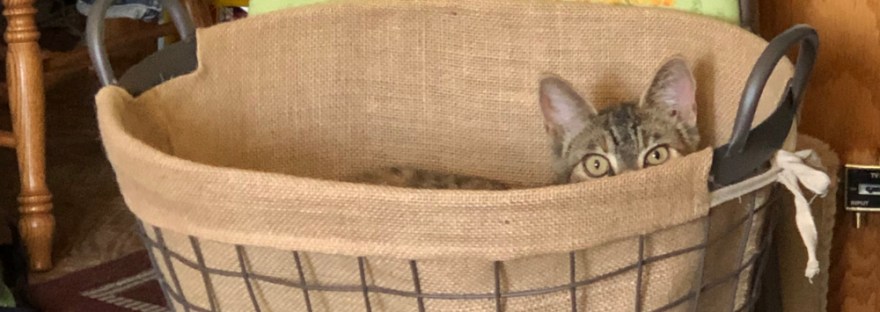 the laundry basket, not on the floor, but she claims it anyway