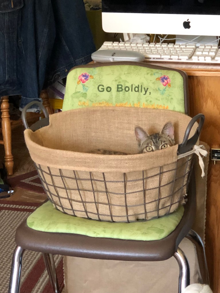 the laundry basket, not on the floor, but she claims it anyway