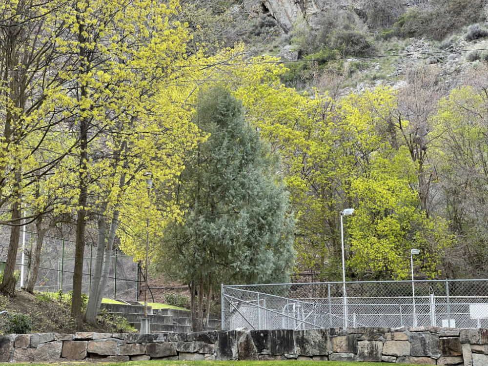 spring's main color: chartreuse of the budding new leaves