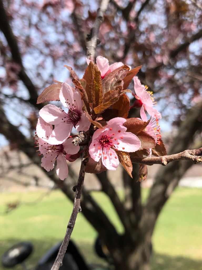 cherry tree by the credit union on our daily walk
