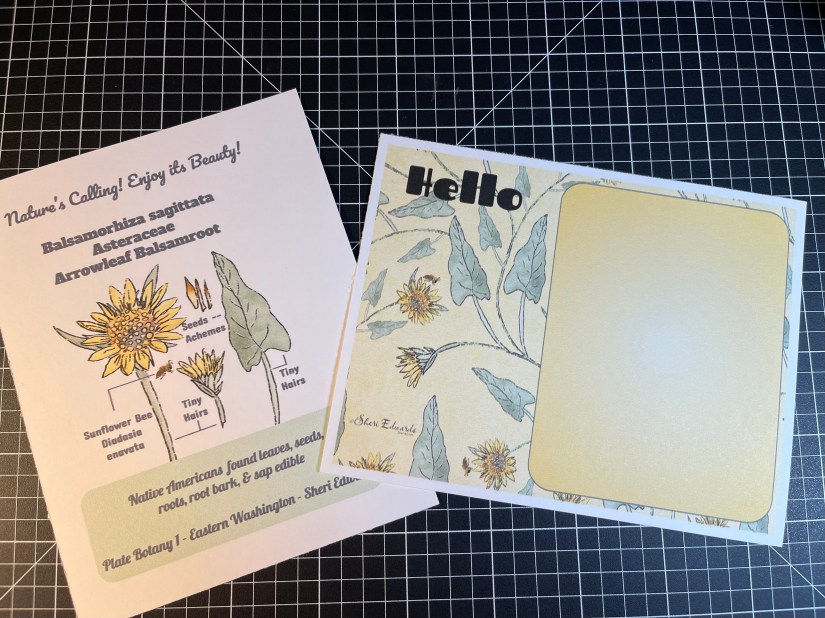 Postcards illustrated by Sheri42 in arrowleaf balsamroot motifs