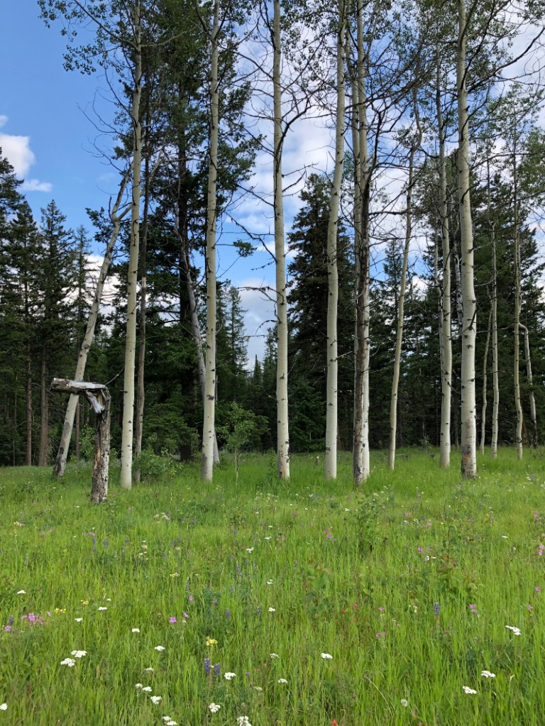 meadow near Conconully, WA July, 2019