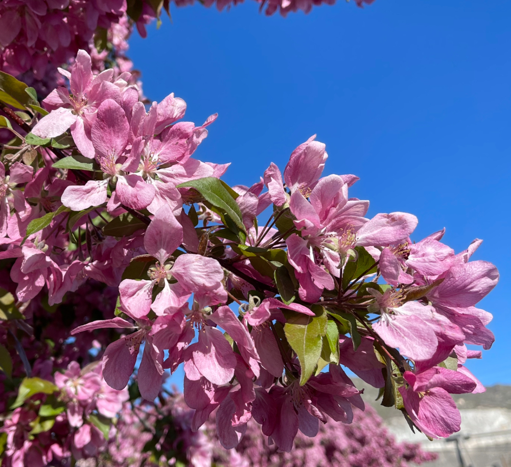 crab apple blossoms in our yard