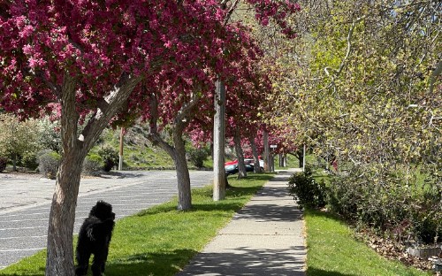 Guthrie waiting along the boulevard lined with blossoming crab apple trees