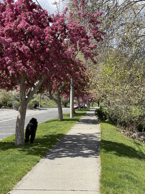 Guthrie waiting along the boulevard lined with blossoming crab apple trees