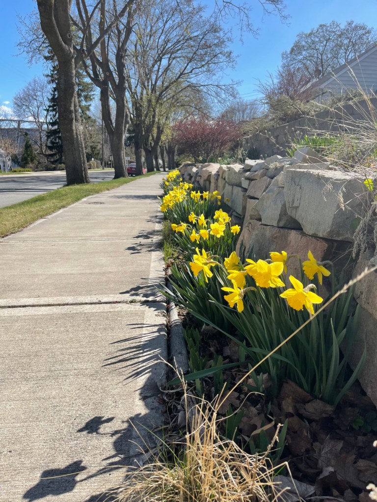 Quaint small town sidewalk
lined with daffodils against 
rock walls; photo by Sheri42 April 2, 2022