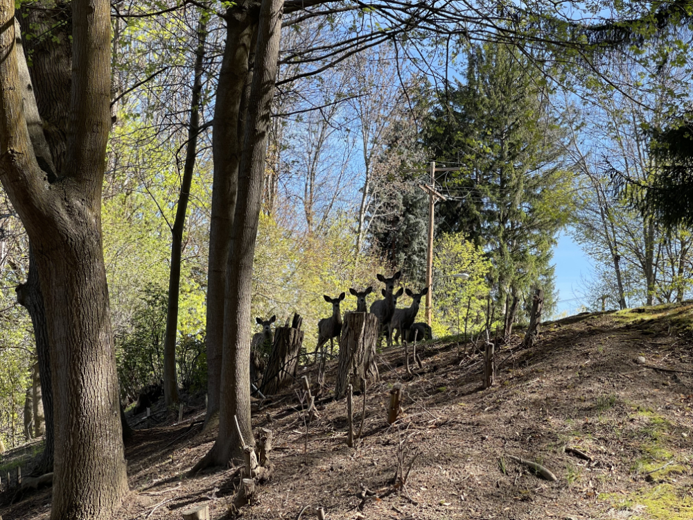 mule deer worried about the large, furry dog walking by in Cole Park
