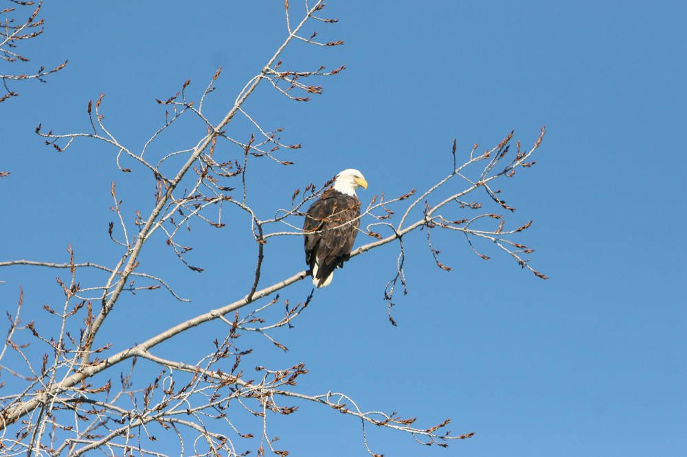 bald eagle on branch of tree by Banks Lake, WA 