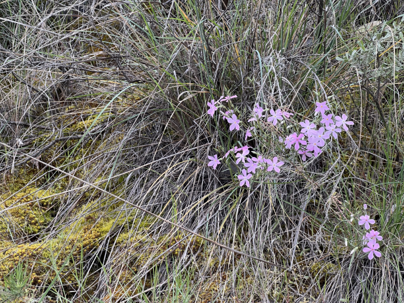 phlox, moss, grasses in the meadow on the hillside