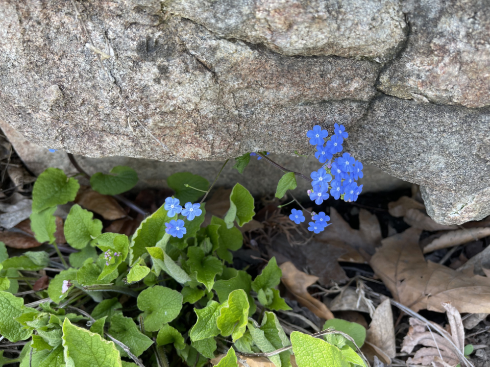 On the walk today, this bright blue forget-me-not peeked out to say hello