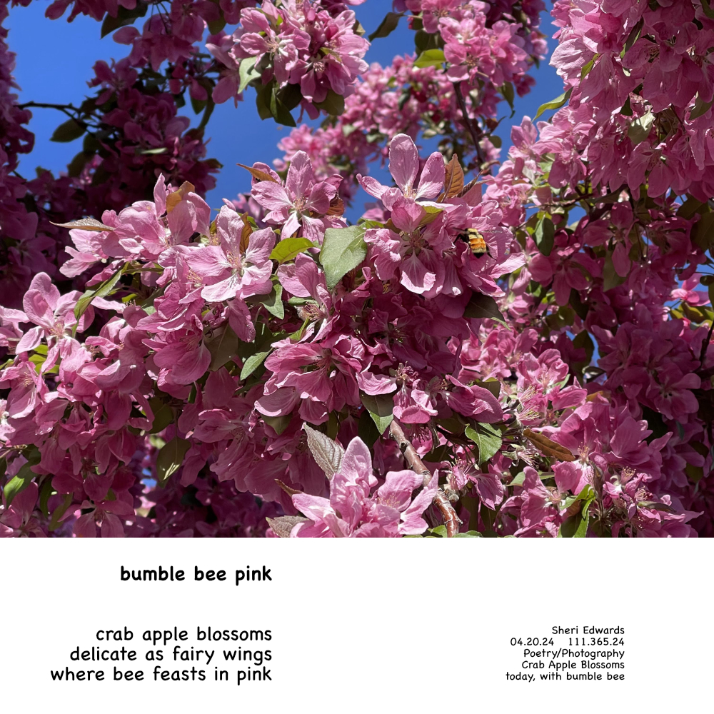 bumble bee in our crab apple tree blossoms and the poem