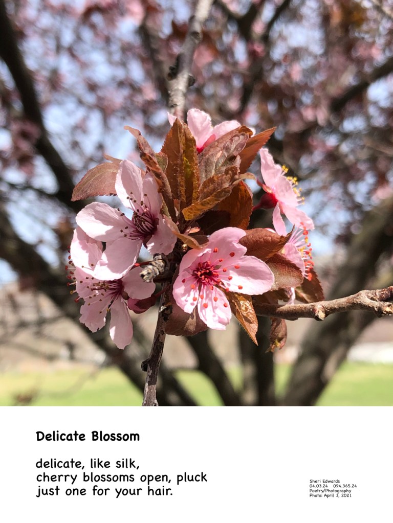 cherry tree by the credit union on our daily walk and haiku