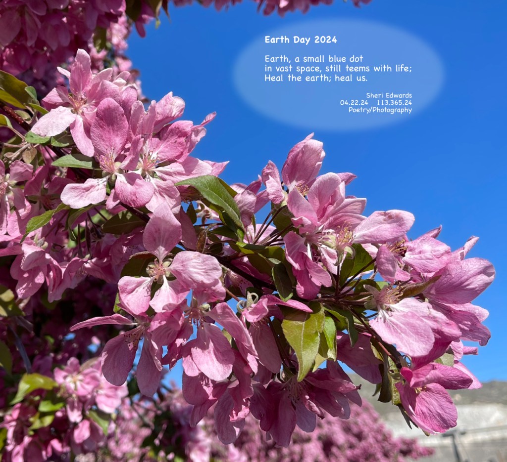 crab apple blossoms in our yard and the haiku poem