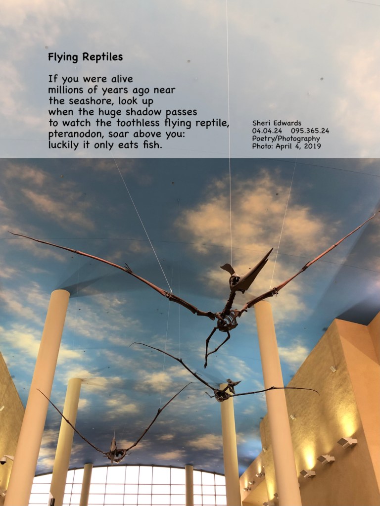 pterosaurs
Pteranodon
toothless flyer
flying reptiles
Bismarck Airport, Bismarck North Dakota

and poem