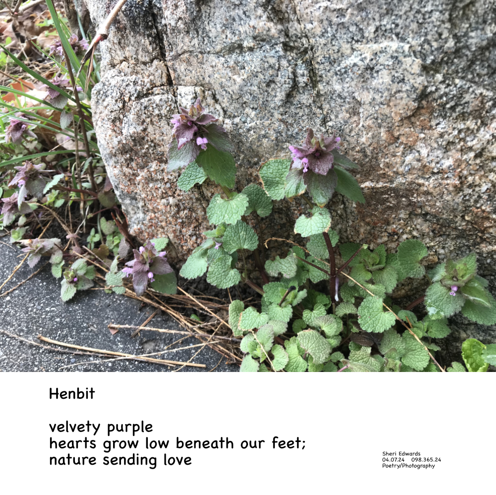 a poem with photo of
Henbit
Lamium purpureum
April 7, 2018
at entrance to Cole Park; Coulee Dam, WA